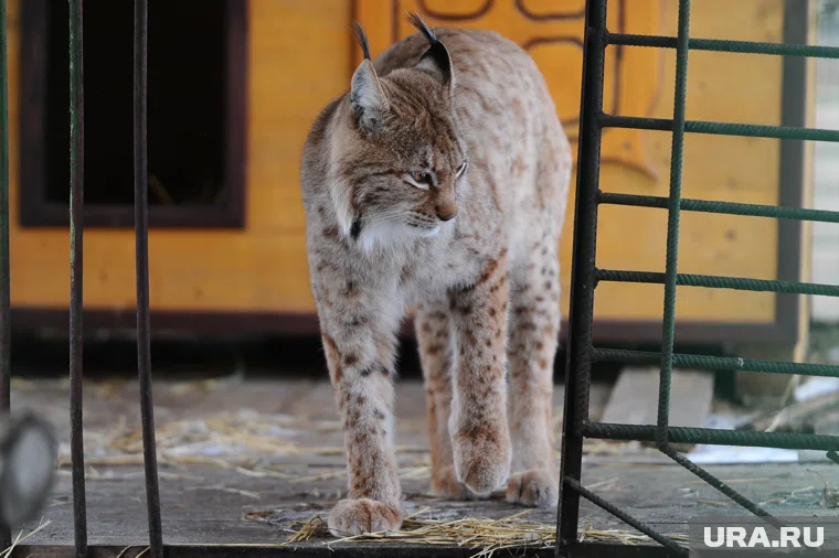 Рысь планируют усыпить, чтобы разрезать проволоку, в которой она застряла (архивное фото)