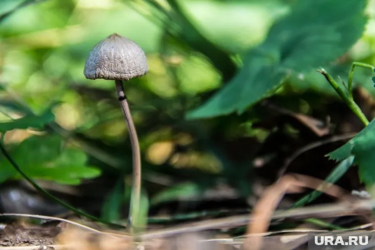 Некоторые грибы в свердловских лесах опасны для здоровья и даже для жизни