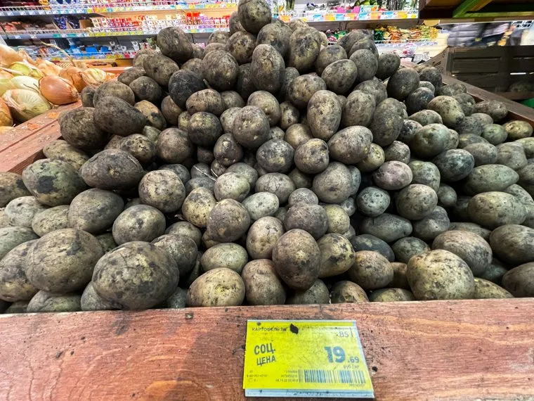 Перед выкапыванием картошки лучше обрезать батву