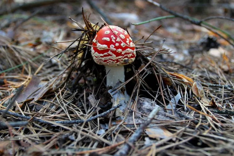 Осенняя природа, разноеКурган