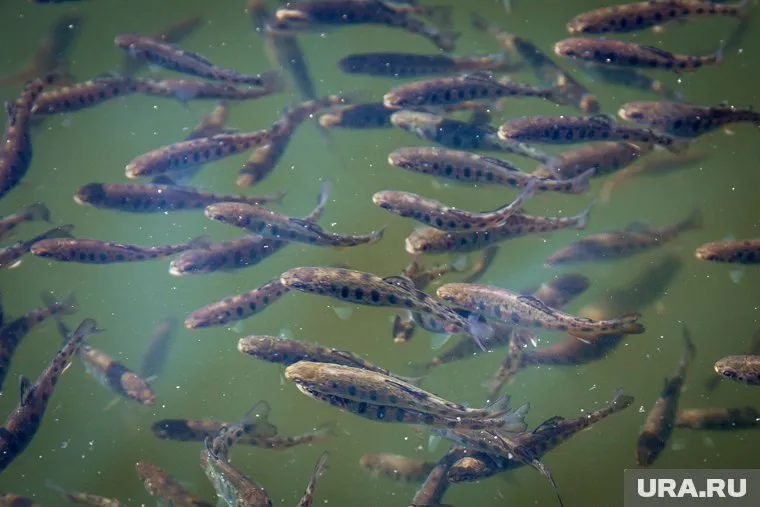Какую именно будут разводить рыбу — пока неизвестно