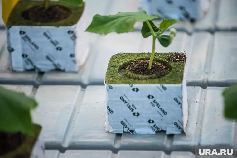 При посадке можно использовать минеральные и органические удобрения