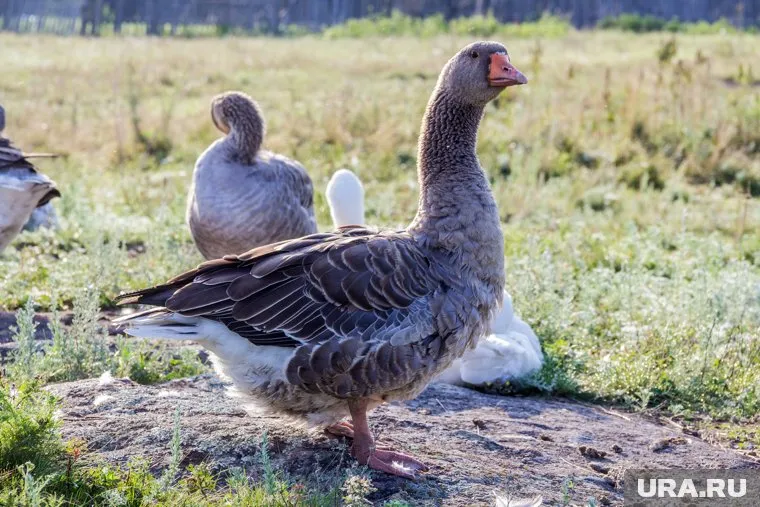 В Курганской области серый гусь оказался под угрозой исчезновения