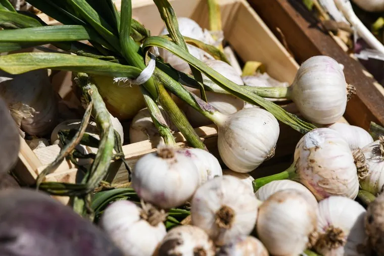 Второй день работы Всероссийского дня поля - 2021. Свердловская область, Кадниково