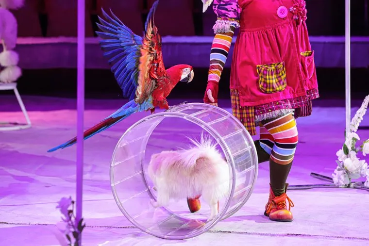 Пресс-показ нового циркового шоу "Клоун". Екатеринбург