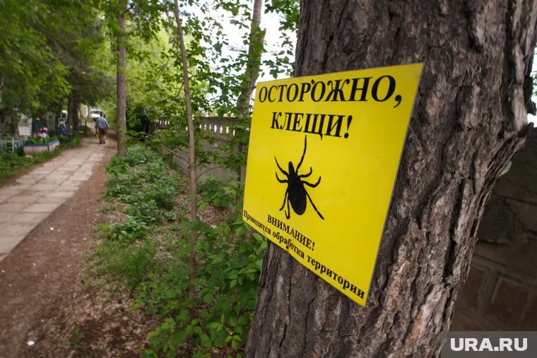 Количество обращений с укусами клеща оказалось рекордным за много лет