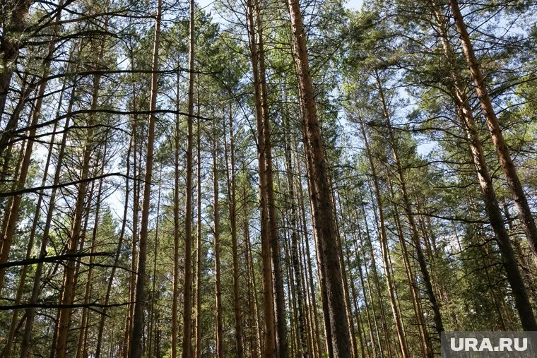 Санаторий «Сосновая роща» принадлежит предприятию властей «Курганфармация»