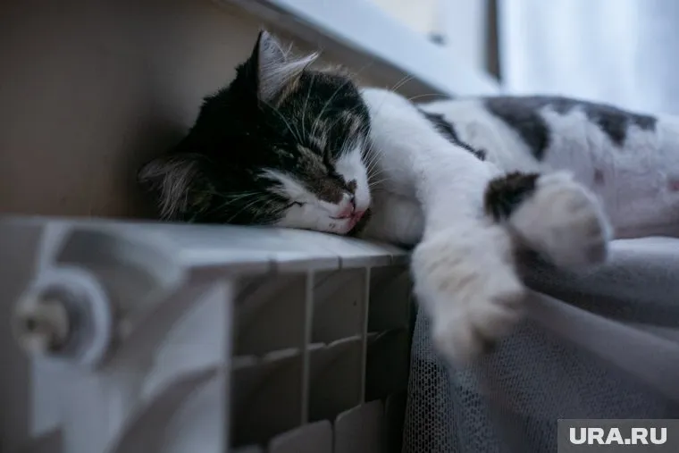 12 мая похолодает — среднесуточная температура на три дня установится на отметке 8,5 градусов