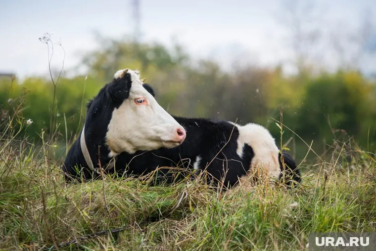 Коровы гуляли на парковке аэропорта