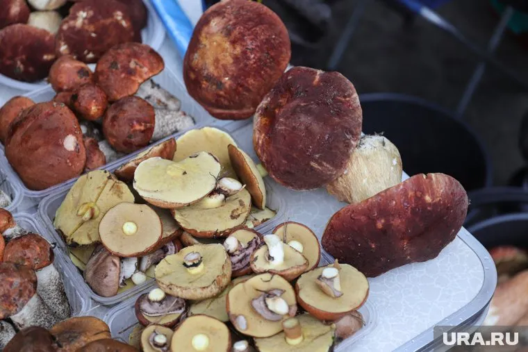 Красновишерцы хвастаются урожаем белых грибов