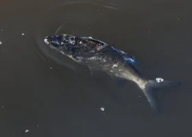 В челябинском озере из-за паводка погибла рыба