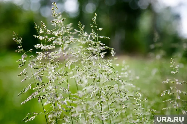 Среди недопущенных к использованию семян могут быть опасные сорняки