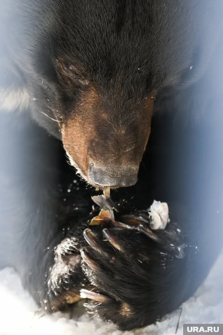 В ЯНАО медведи начали выходить из спячки