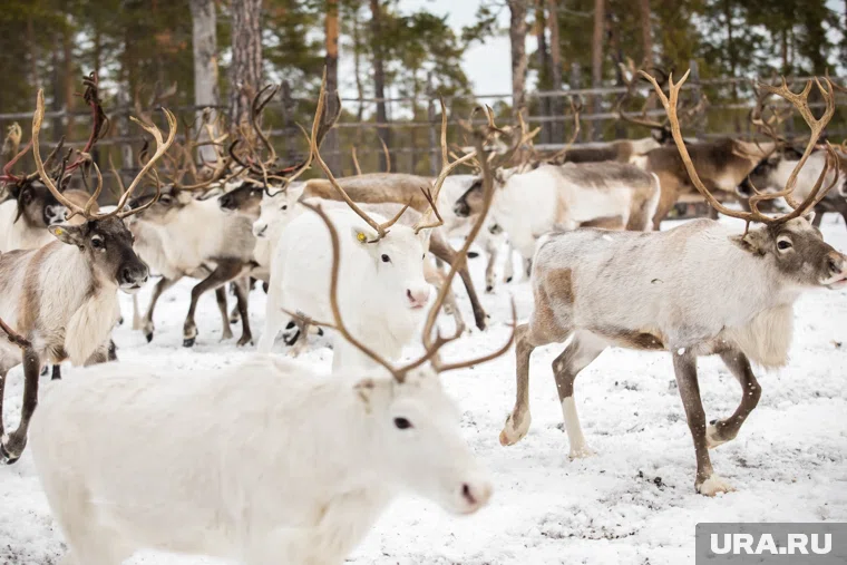 Результаты района превысили и показатели 2024 года
