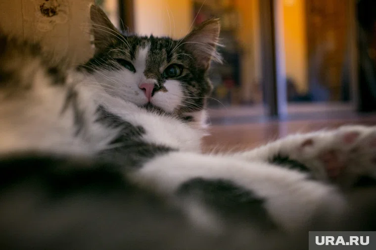 Ларри уже убегал от Зеленского, когда тот приезжал к резиденции Стармера в 2024-м (архивное фото)