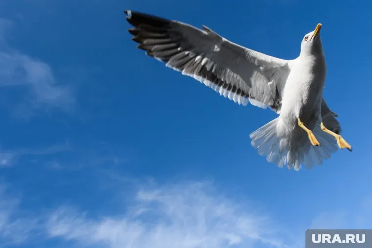 После столкновения с авиалайнером стая осталась в привычном месте обитания