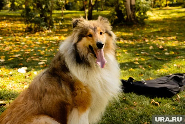 Длина гоночной трассы для собак 360 метров