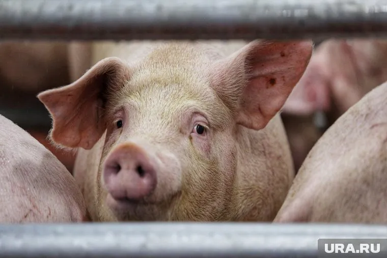 Срок годности на свиное мясо незаконно продлили