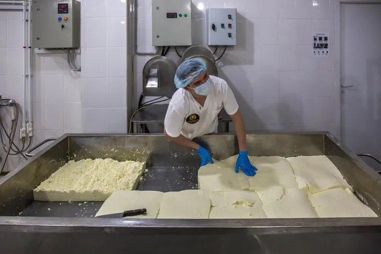 Экскурсия по частной сыроварне "Соболев Сыр". Екатеринбург