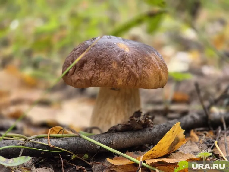 Белые грибы пошли после дождей на Ямале