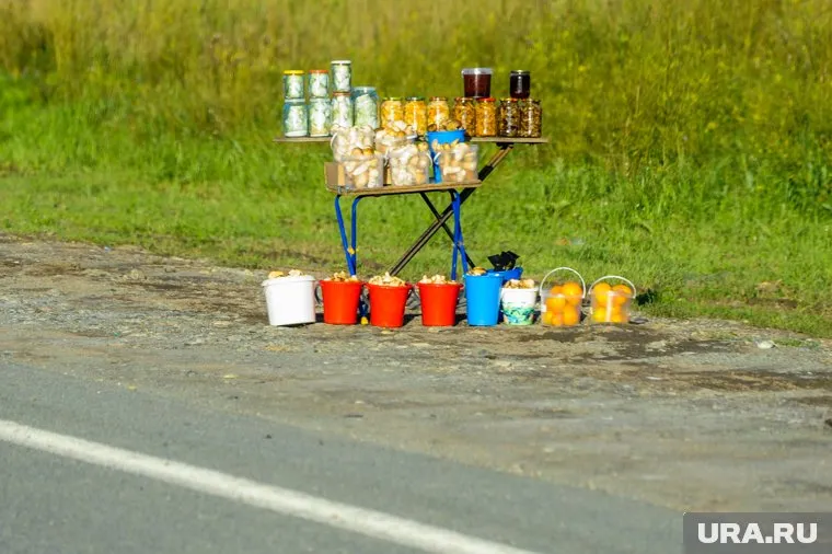 Маслята уже продают ведрами