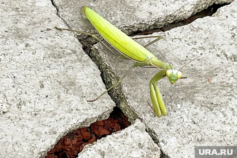 Глобальное потепление делает Средний Урал комфортным для богомолов