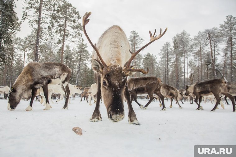 Олени превратили ямальские дороги в зону повышенного риска