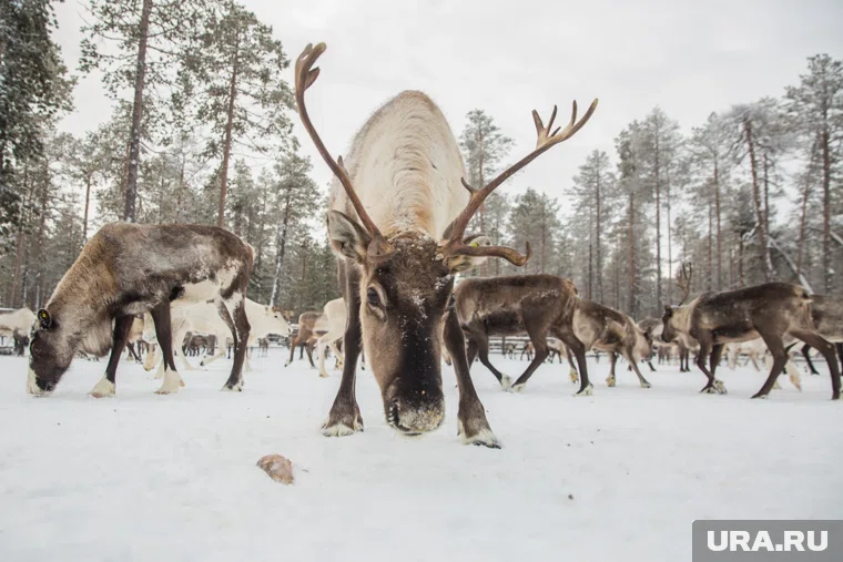Самый высокий риск встречи с оленями на трассе Надым — Салехард