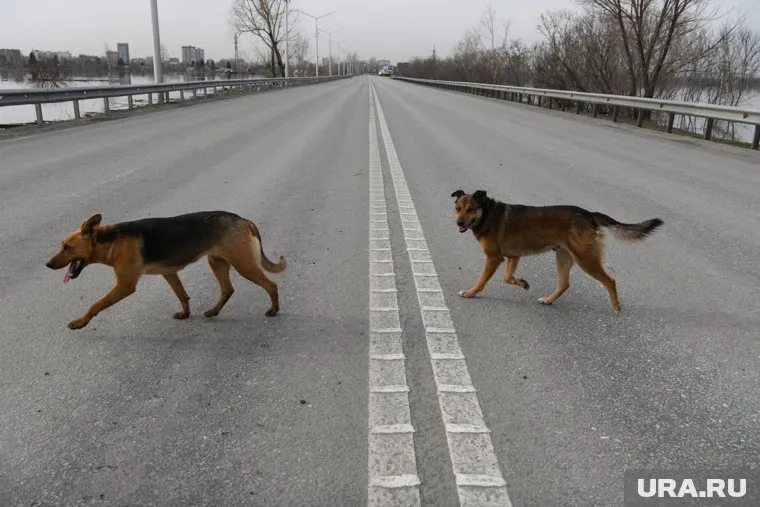 Собака напала на ребенка возле мясокомбината (архивное фото)