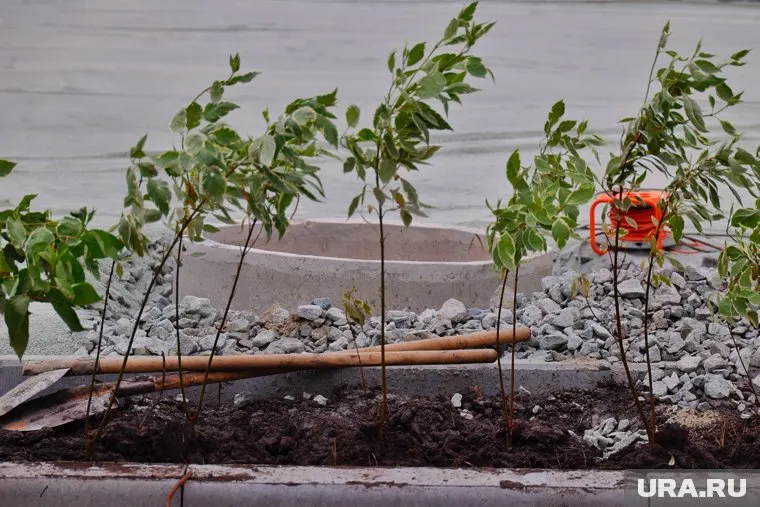 Деревья в Миассе решили высадить в конце ноября (архивное фото) 