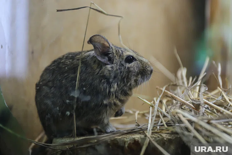 Дикий хомяк карбыш может быть переносчиком инфекций