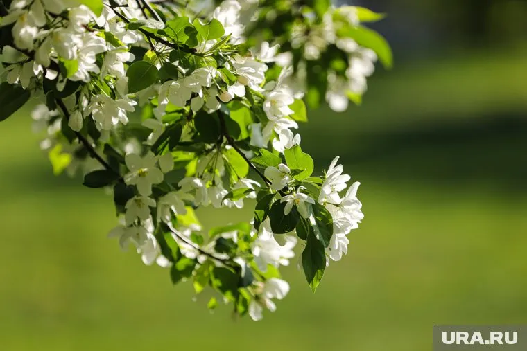 Воздушные фильтры помогут уменьшить концентрацию пыльцы в квартире