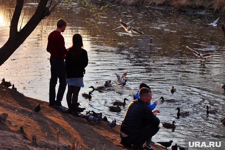 Представители курганской власти заподозрили местных жителей в гибели уток в ЦПКиО