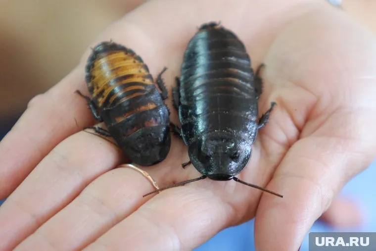 Тараканов за трубой в столовой обнаружили школьники (архивное фото)
