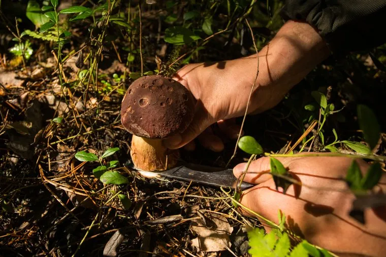 Кухня КМНС. Сургут