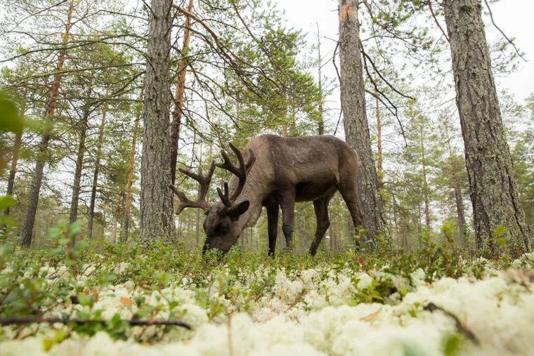 Ханты. Сургутский район, сибирь, олени, животные, тайга