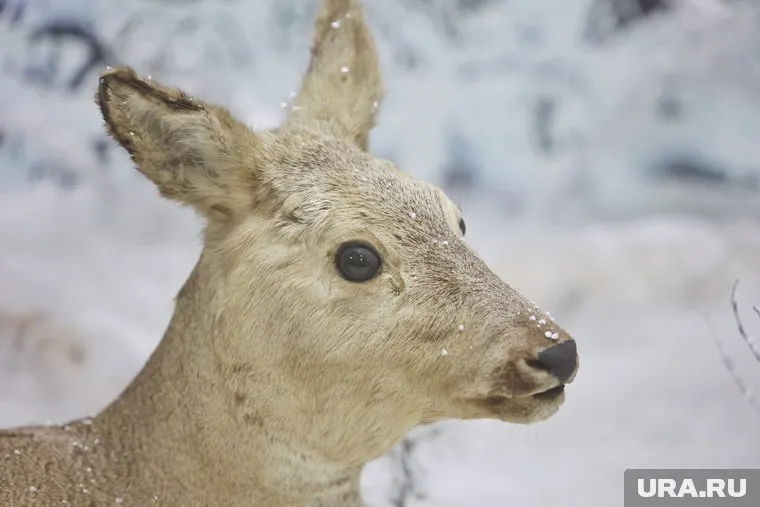 Не все сибирские косули выдерживают первую зимовку
