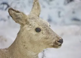 Из-за чего могли погибнуть курганские косули-мигранты