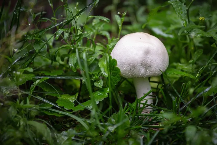 Грибы в Дендрологическом парке. Екатеринбург