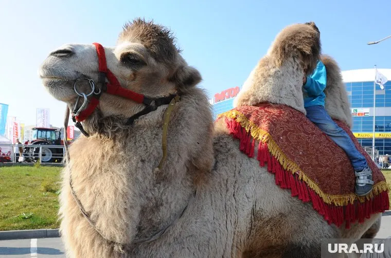 Алтайцы приехали на избирательный участок на верблюдах (фото из архива)