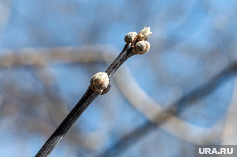 Почки расцвели на деревьях в Челябинске (архивное фото) 
