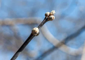 В Челябинске в декабре на деревьях раскрылись почки