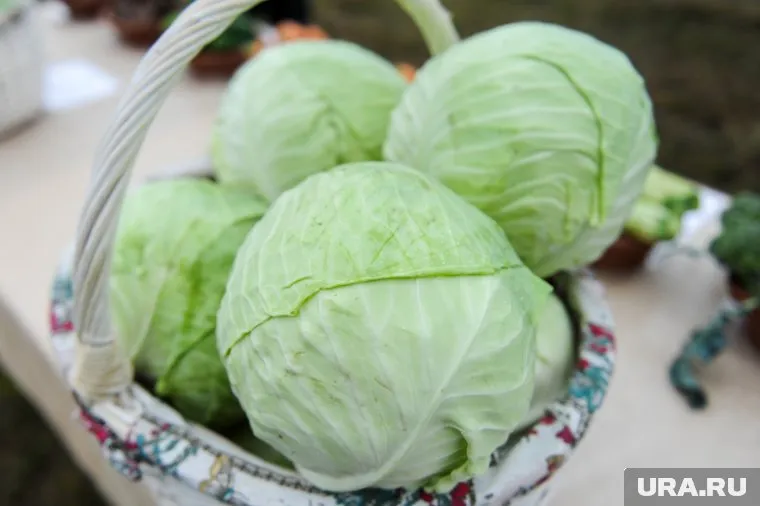 В Курганской области хотели продавать зараженную вредителем капусту