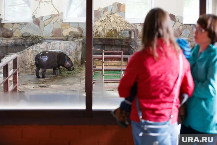 Пока против России введены санкции, бегемот Ева не сможет воссоединиться со своей парой