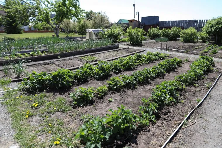 Курятник. Курган