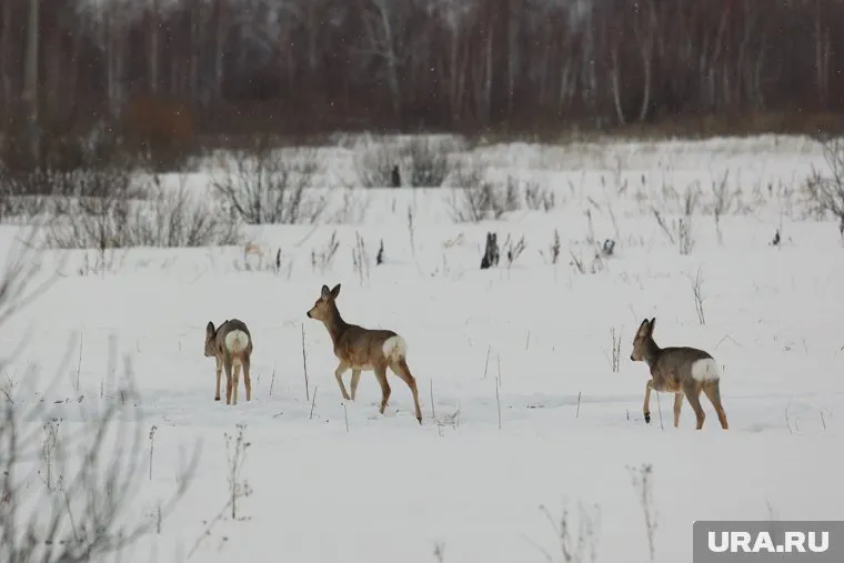 Из-за глубоко снега животным сложно найти пропитание