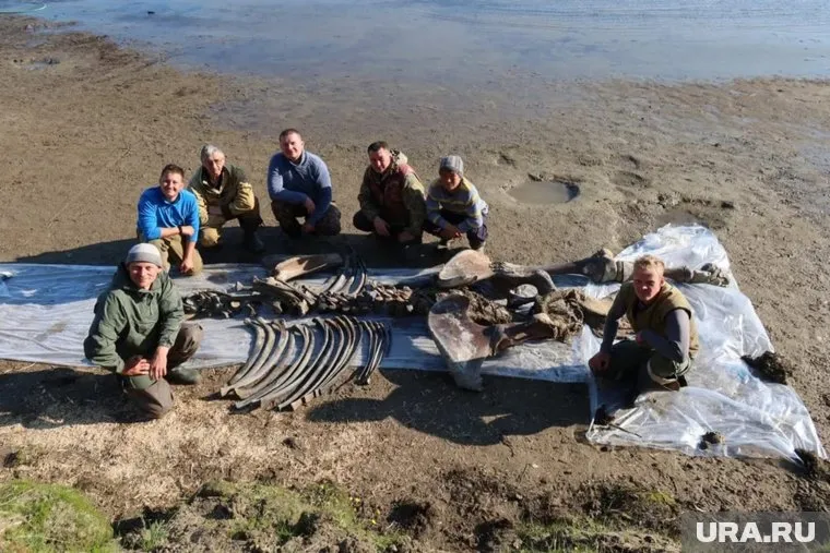 Ученые считают, что мамонт умер в возрасте 15-20 лет