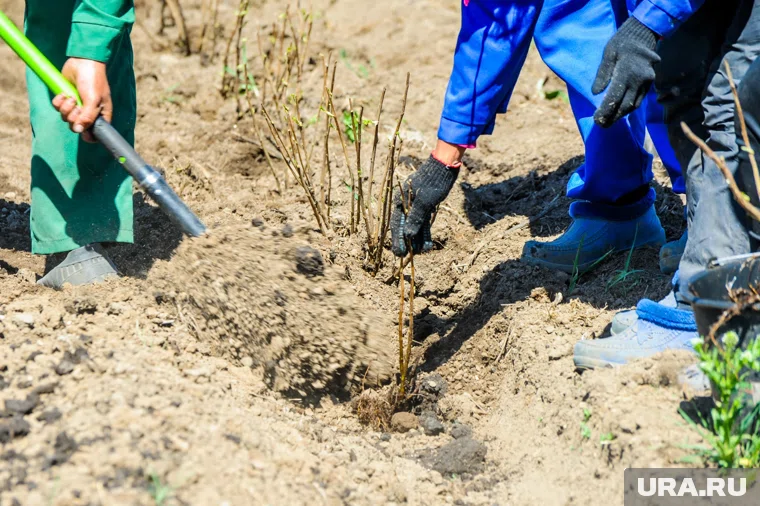 К осени в Челябинской области увеличились доходы разнорабочих в садах