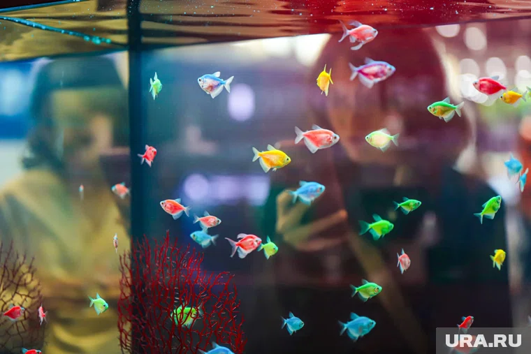 Смотрителю аквариумных рыбок в Югре платят от 30 тысяч рублей