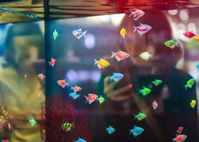 Смотритель аквариумных рыбок и эксперт по прогулкам: в ХМАО назвали самые редкие профессии